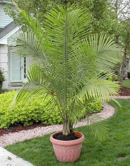 Majestic palm store tree